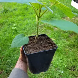 Paulownia Baum kaufen – Winter Angebot für schnelles Wachstum