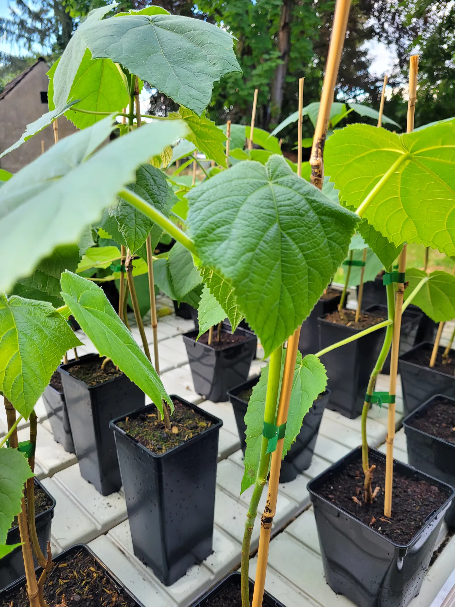 Paulownia Baum kaufen – Winter Angebot für schnelles Wachstum