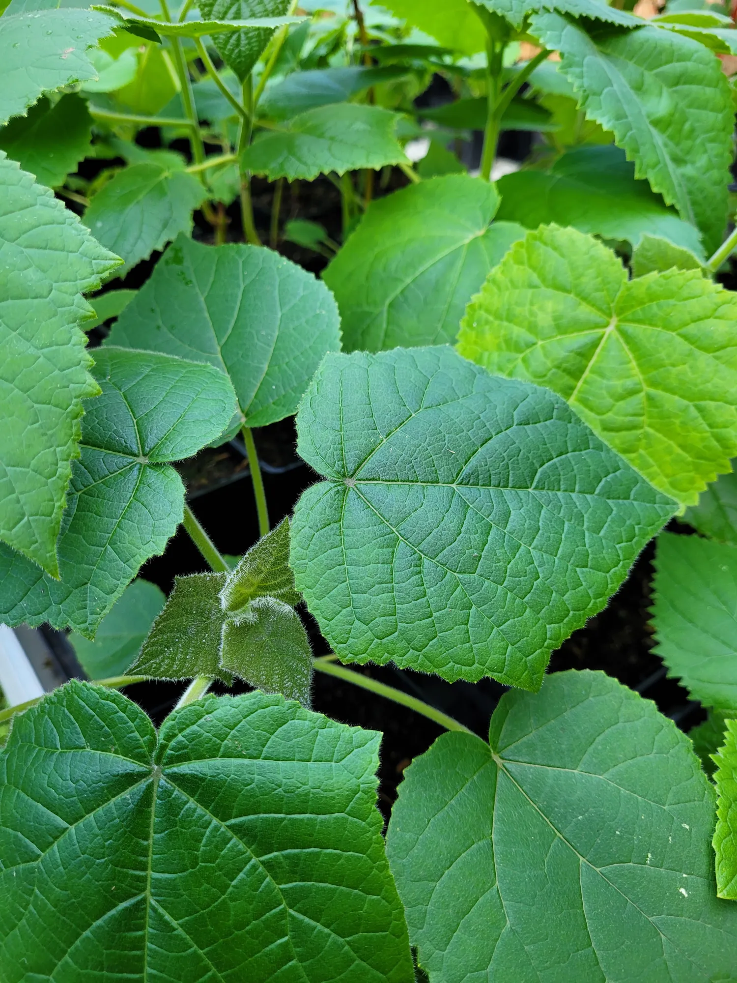 Paulownia Baum kaufen – Winter Angebot für schnelles Wachstum