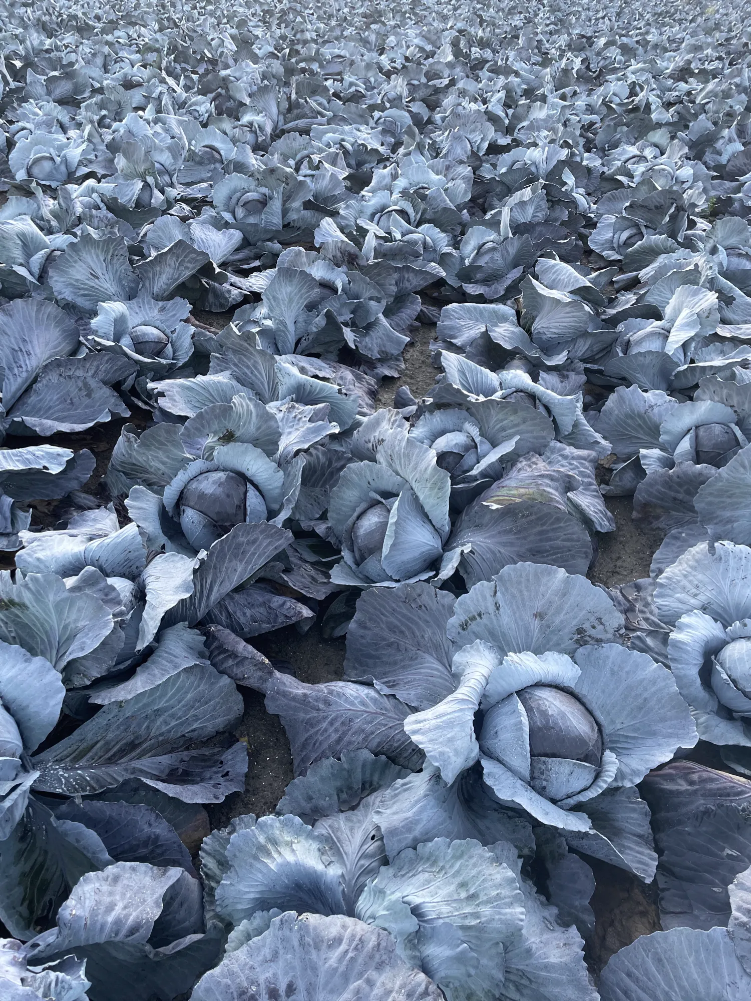 Rode kool industrie - 200 ton - Planet Proof & Global Gap