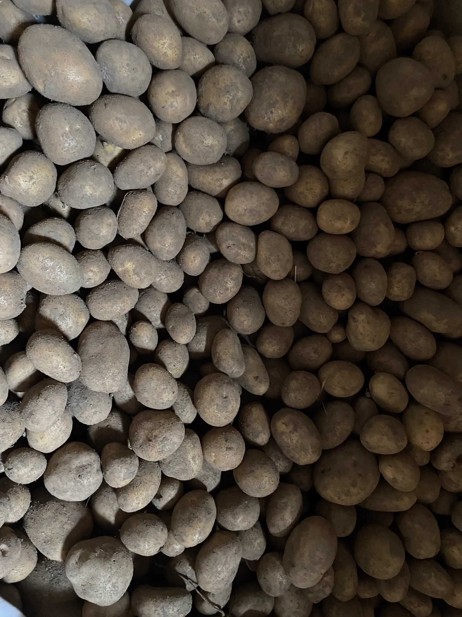 Regionale Belana Speisekartoffeln kaufen