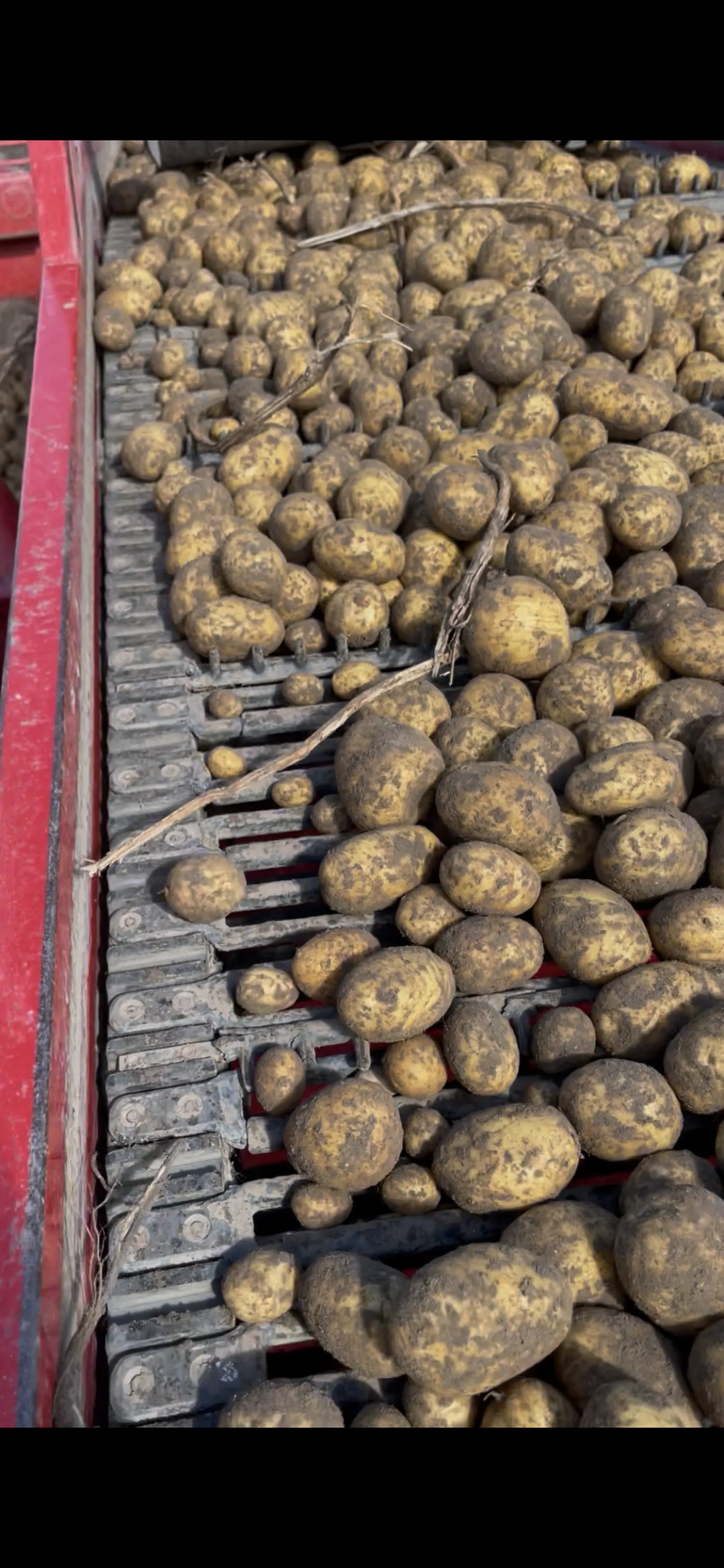 Διαθέσιμες πατάτες Agria PB3 & PB4 | Υψηλή ποιότητα