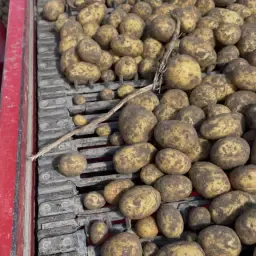 Διαθέσιμες πατάτες Agria PB3 & PB4 | Υψηλή ποιότητα