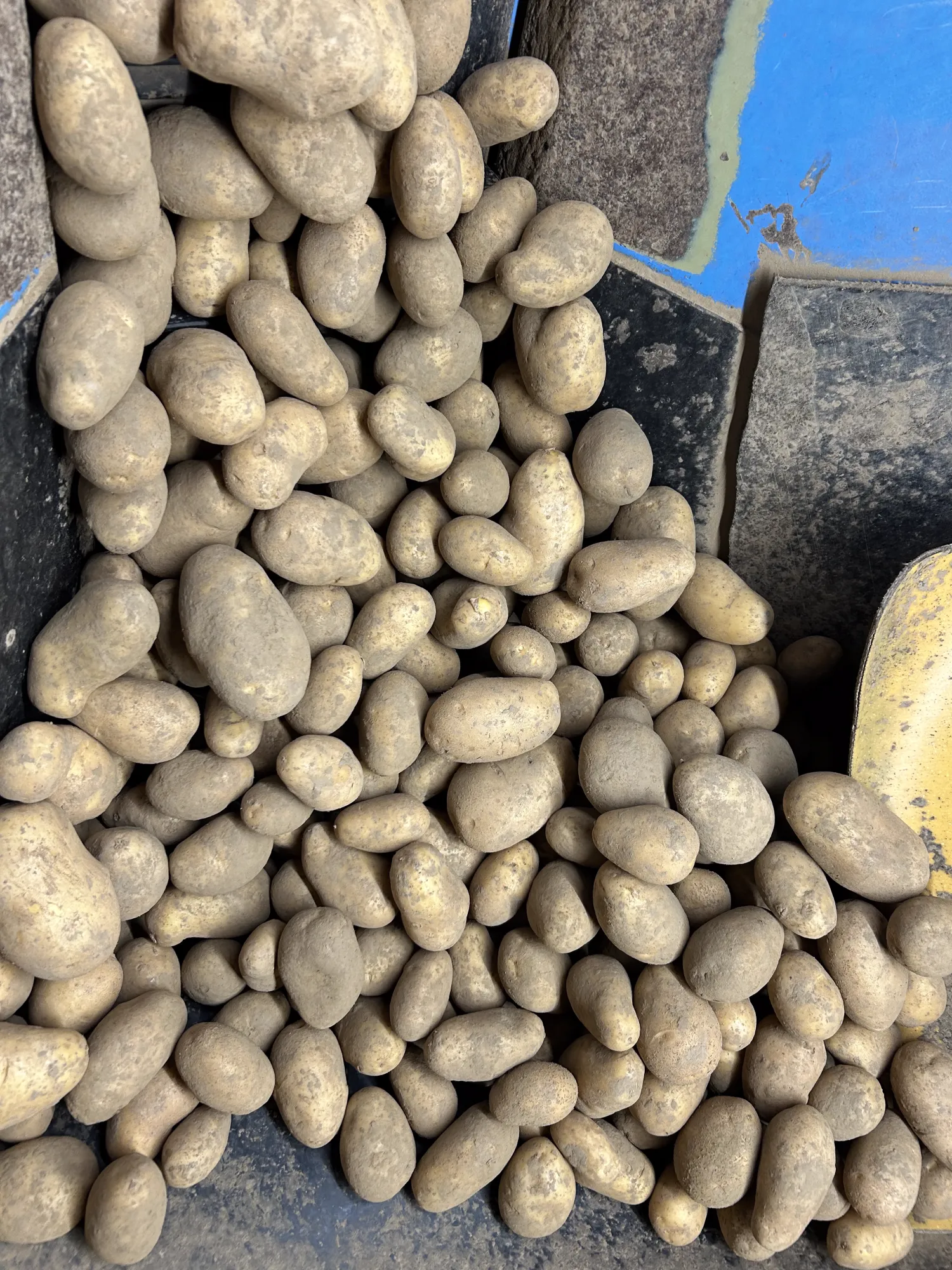 Speisekartoffeln Venezia - lose oder in Säcken