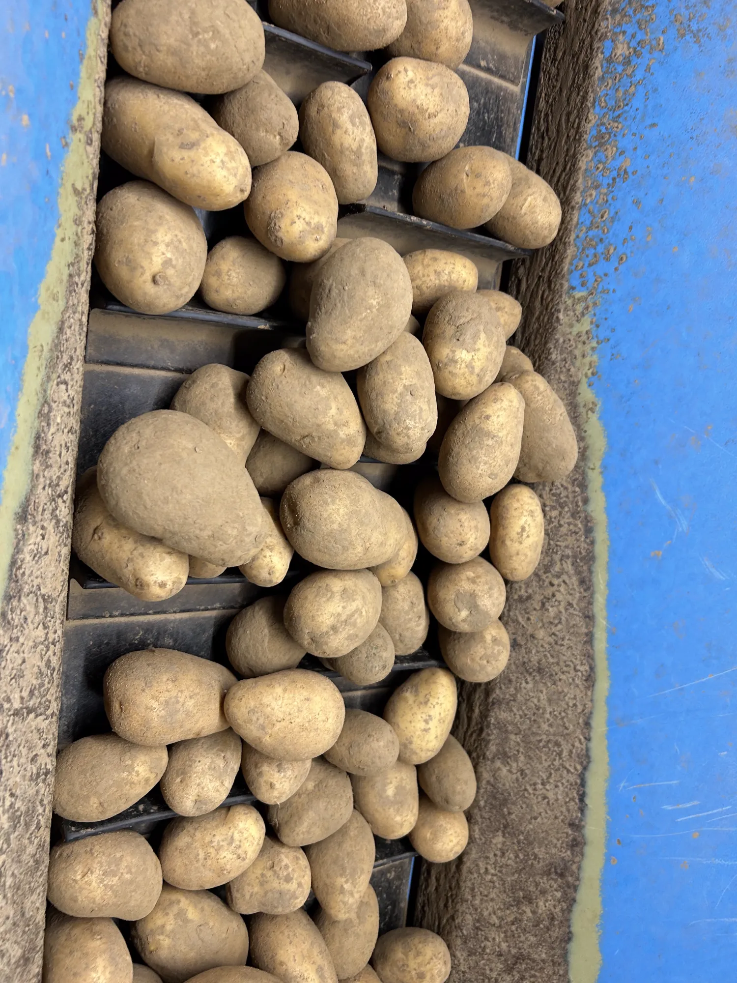 Speisekartoffeln Venezia - lose oder in Säcken