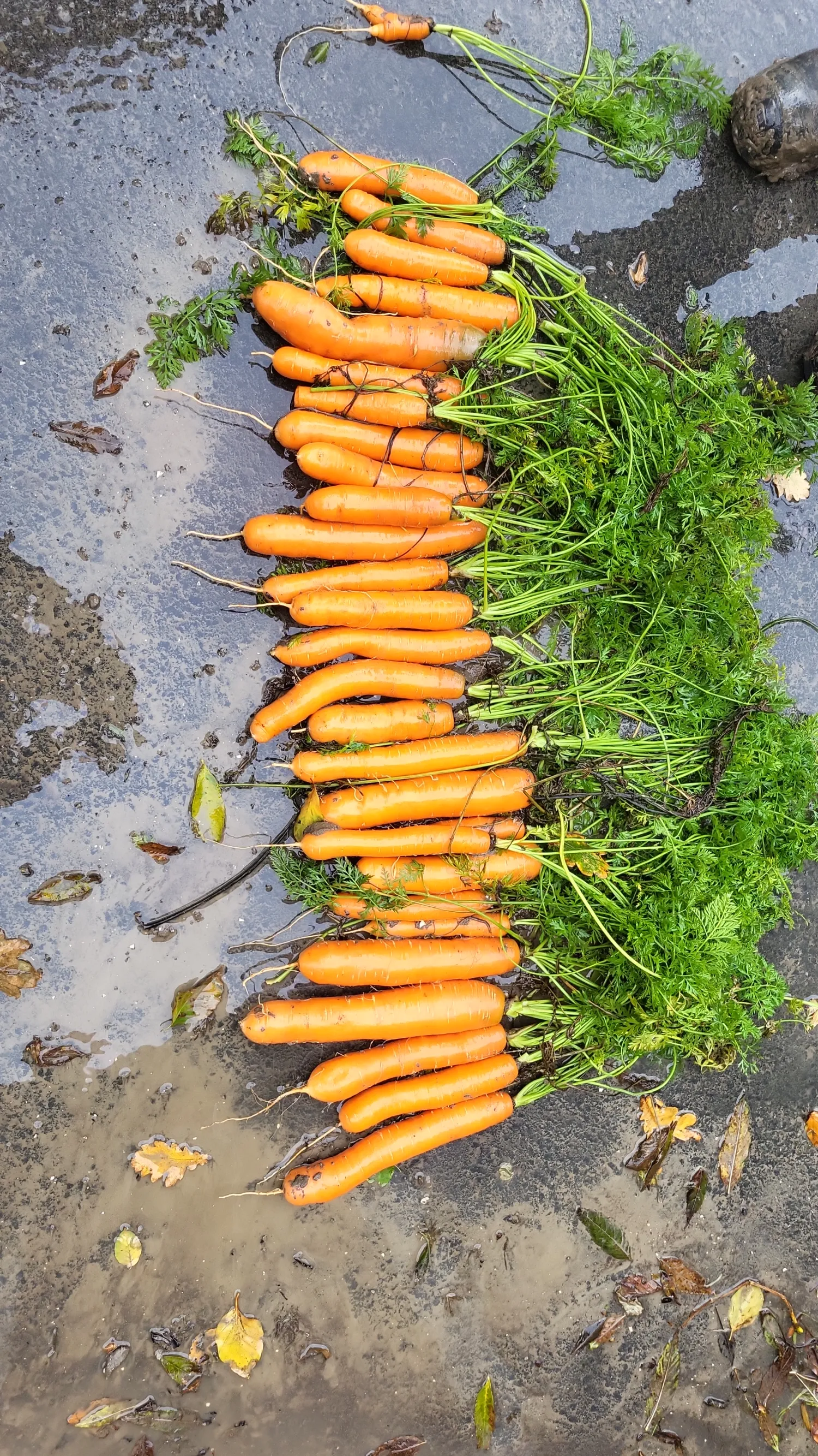 B-peen Nerac: 3 hectare beschikbaar