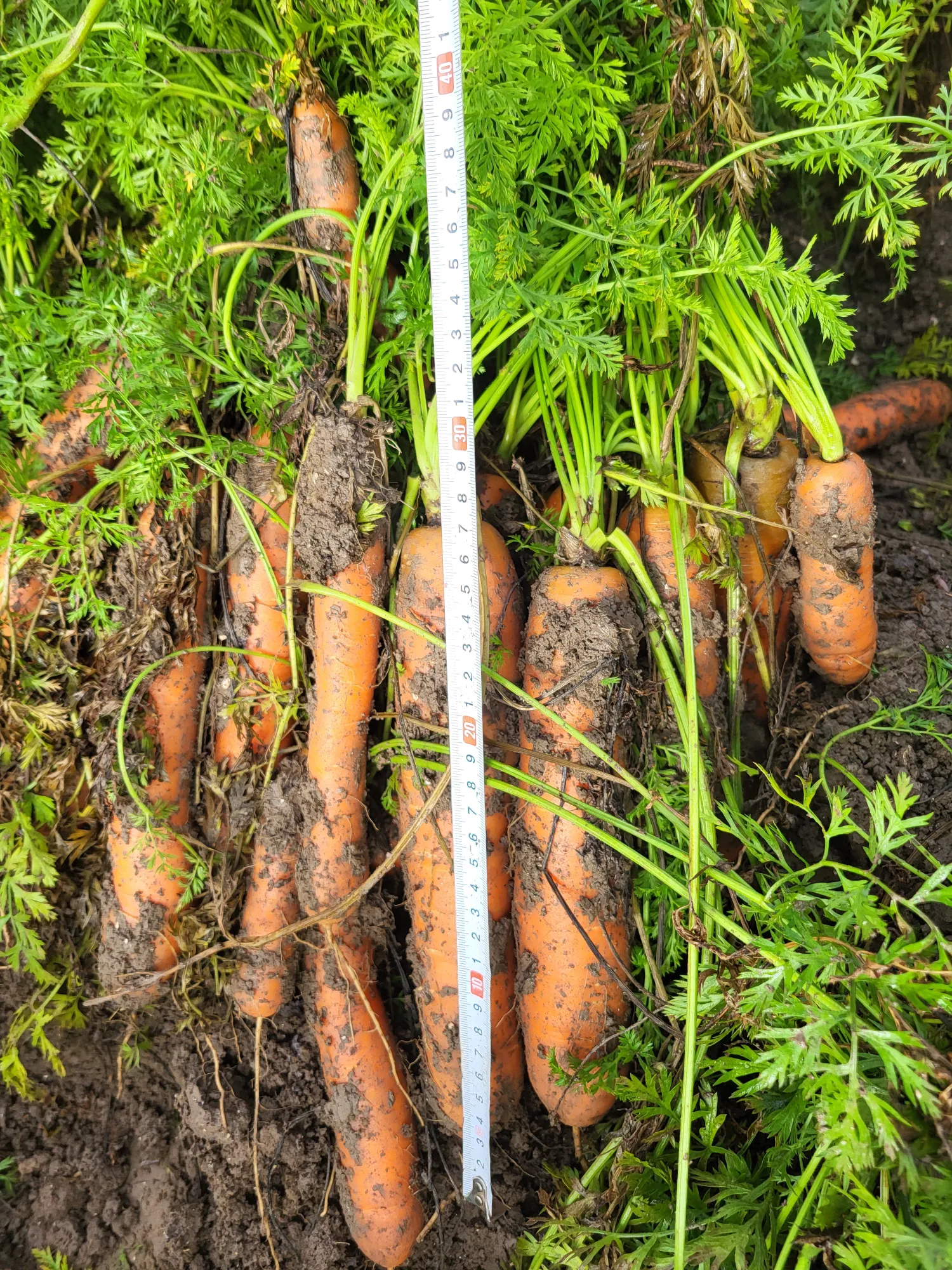 B-peen Nerac: 3 hectare beschikbaar