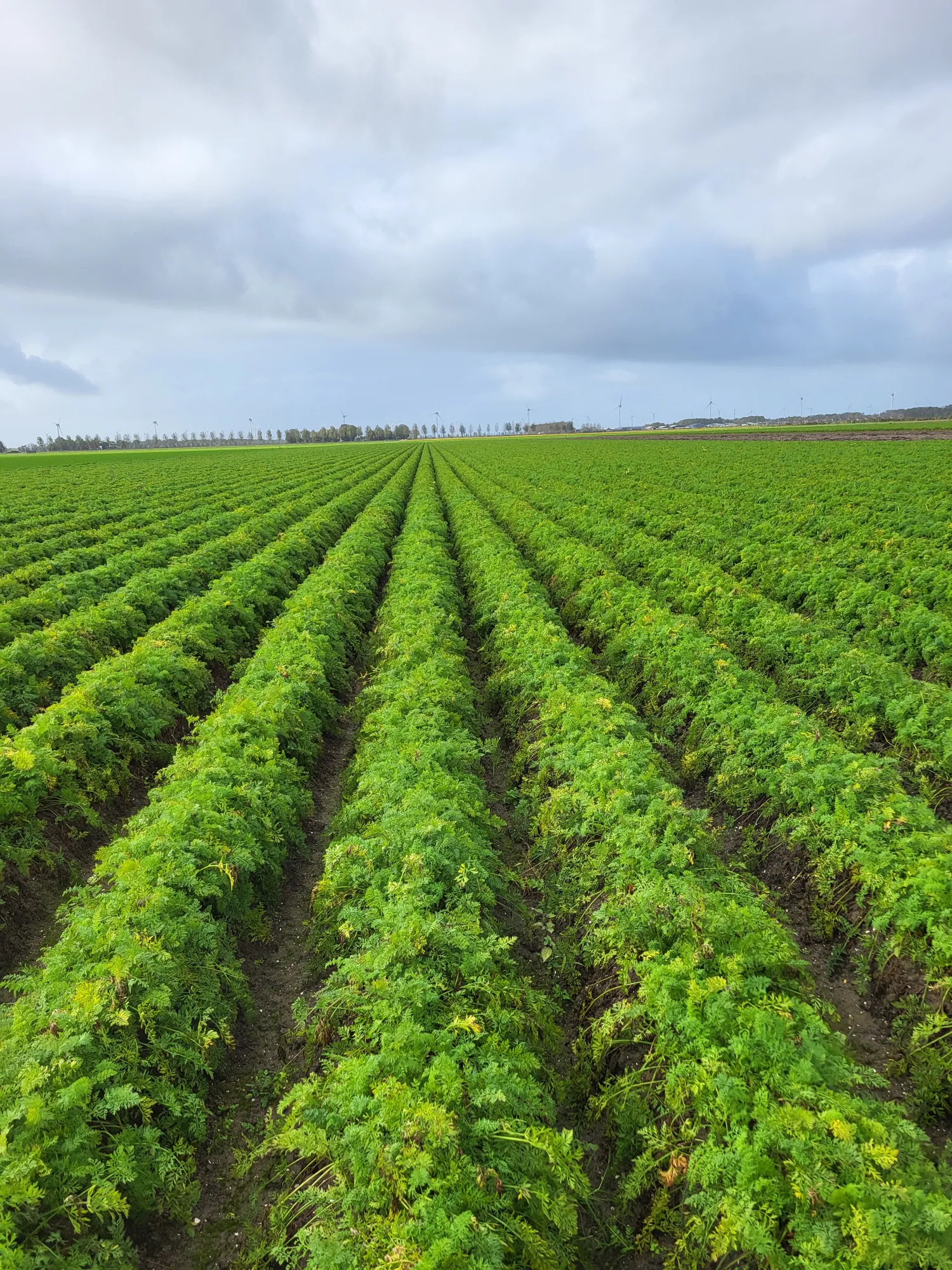 B-peen Nerac: 3 hectare beschikbaar