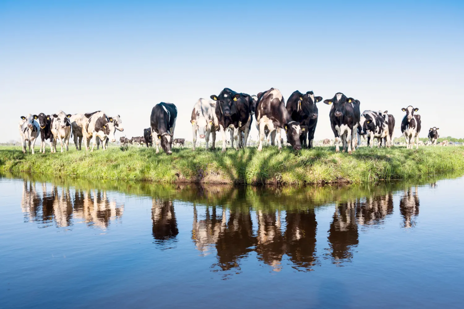 Top Vaarzen te Koop | Hoge Productie & Stamboek