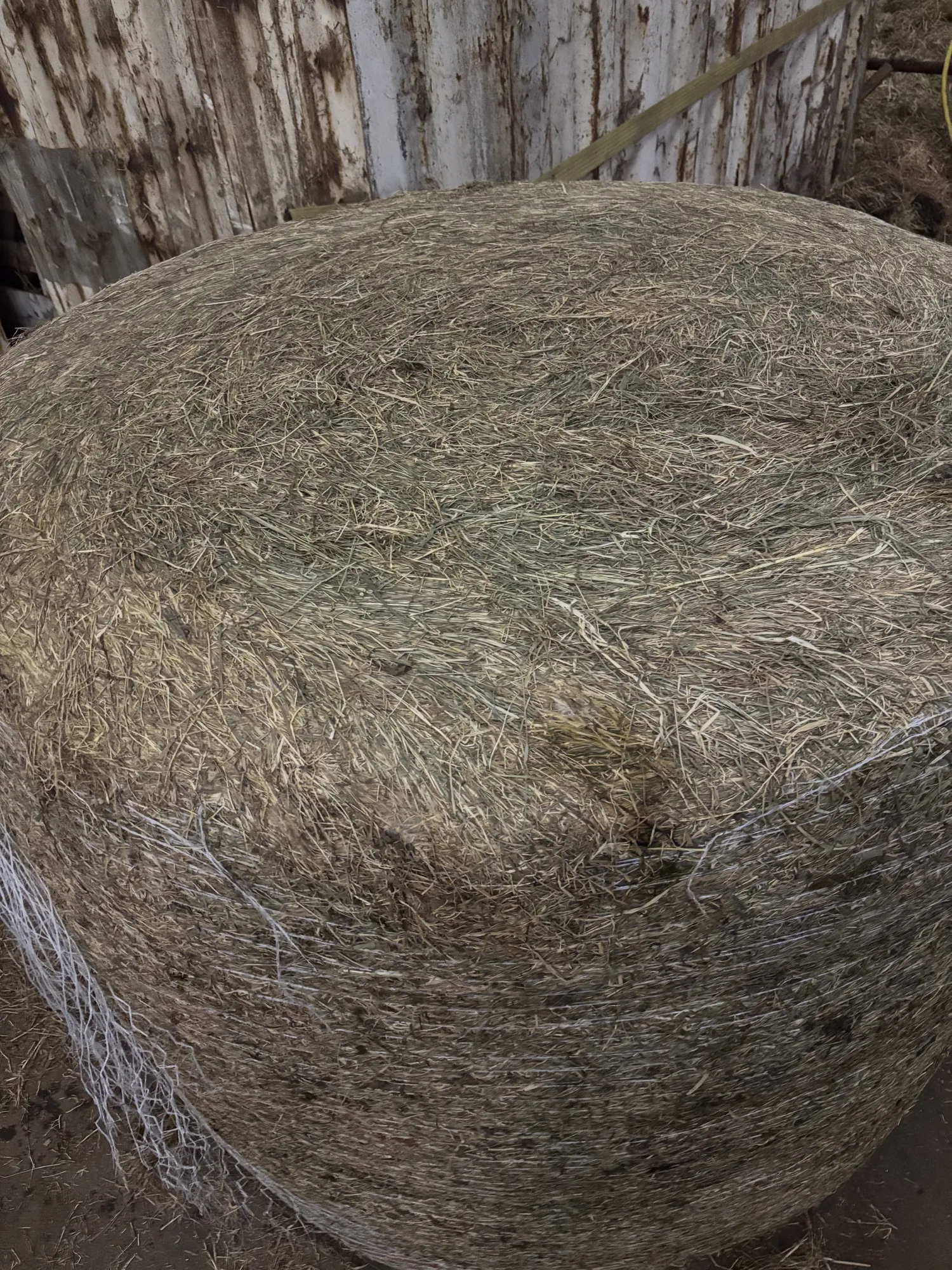 Alpacas de ensilaje seco 125cm: Heno ligeramente fertilizado a la venta