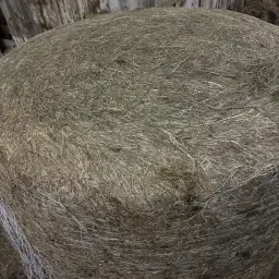 Alpacas de ensilaje seco 125cm: Heno ligeramente fertilizado a la venta