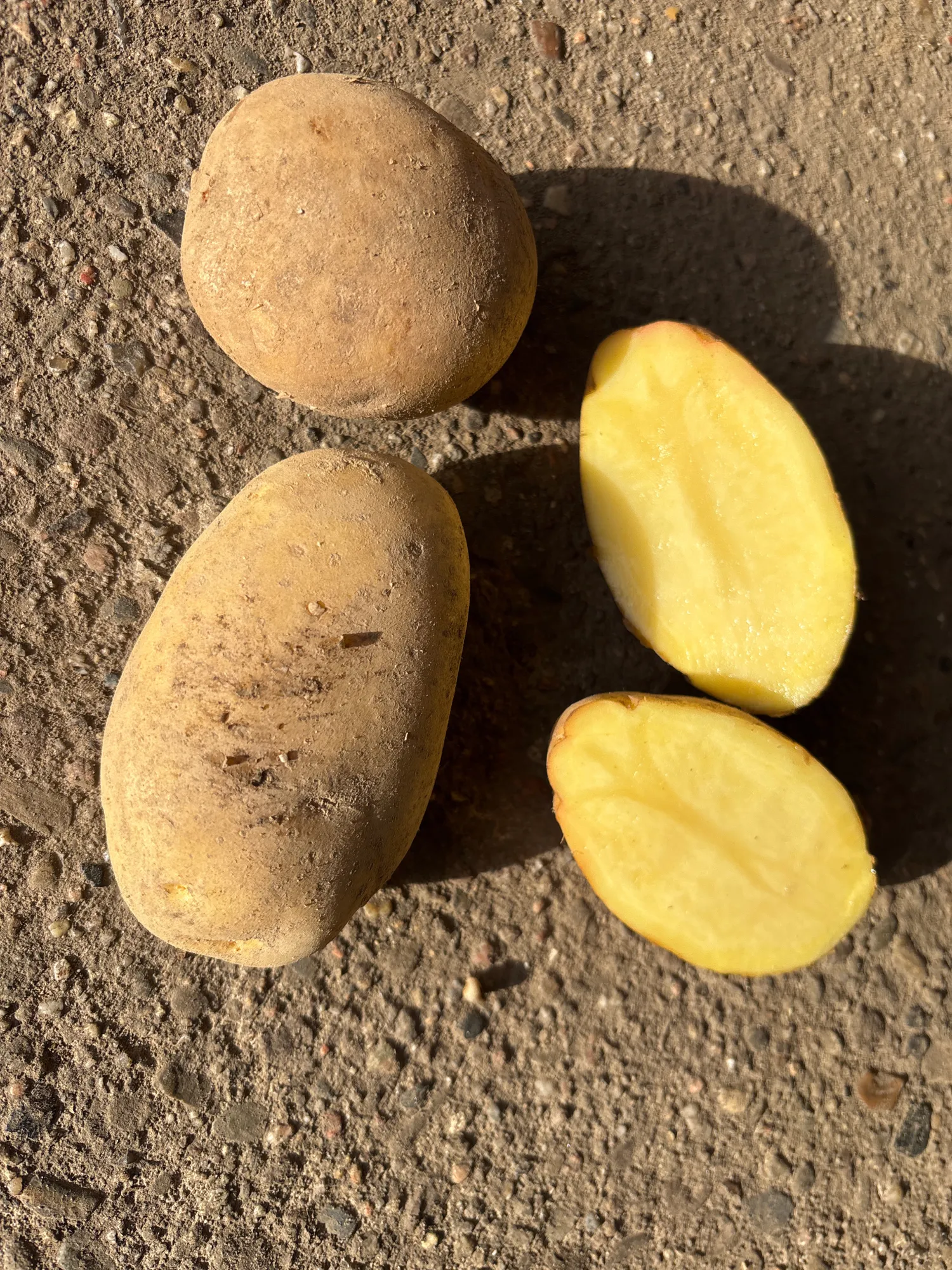 75 tone cartofi Amora - Ideali pentru cartofi prăjiți și piure