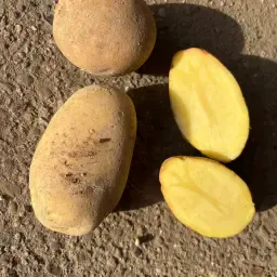 75 tone cartofi Amora - Ideali pentru cartofi prăjiți și piure