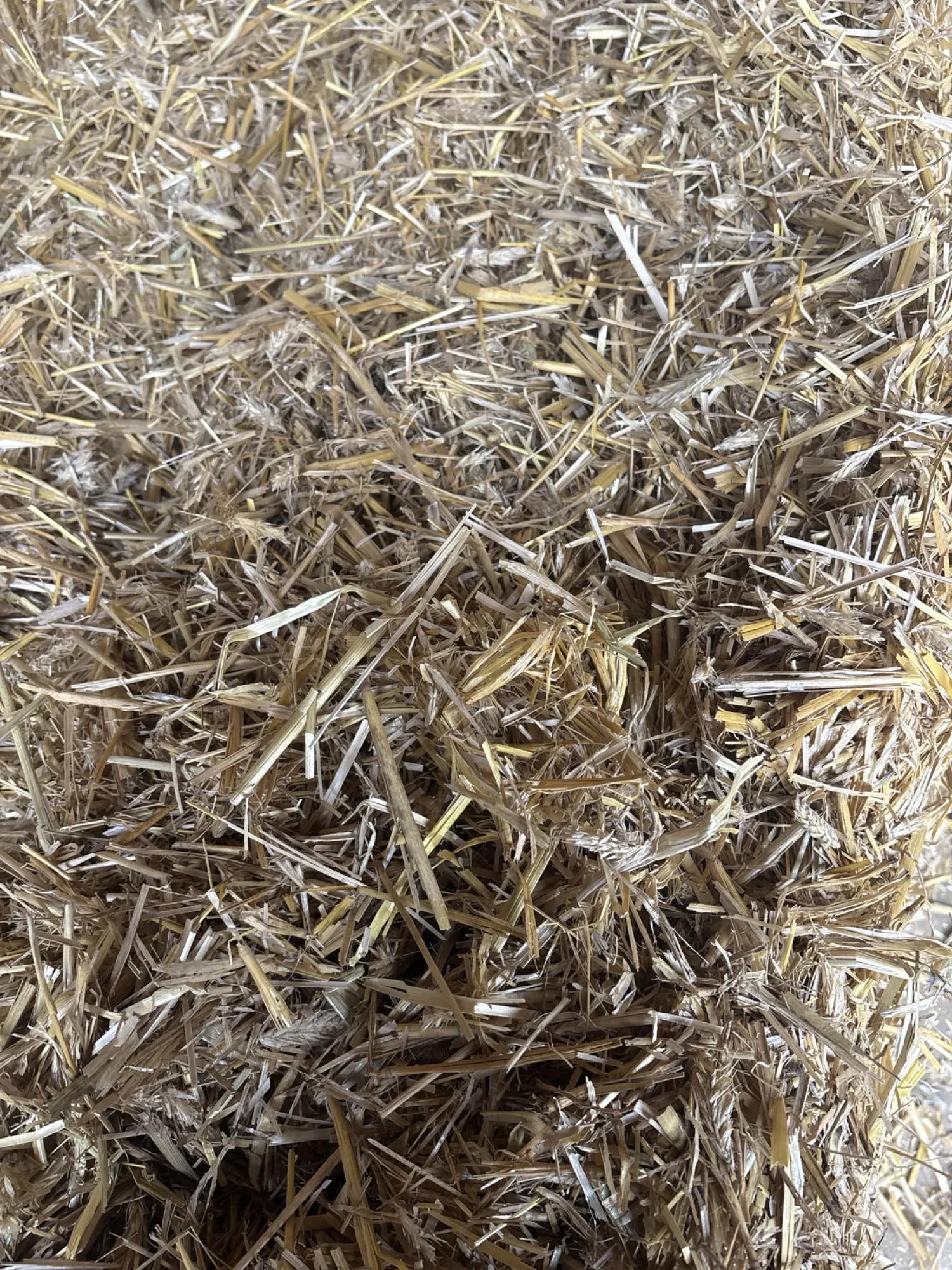 Gerst, Triticale & Tarwestro te koop | Vierkante balen