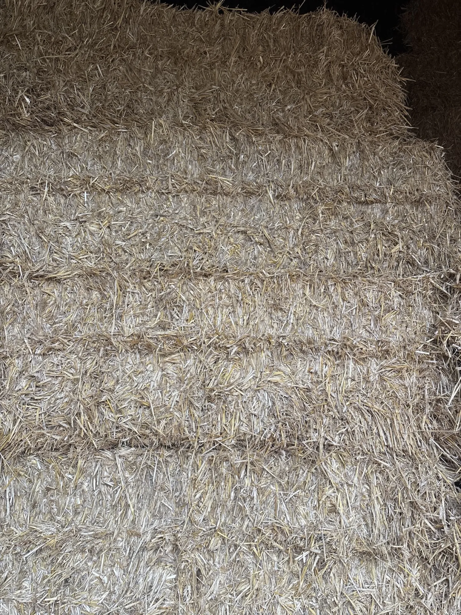 Gerst, Triticale & Tarwestro te koop | Vierkante balen