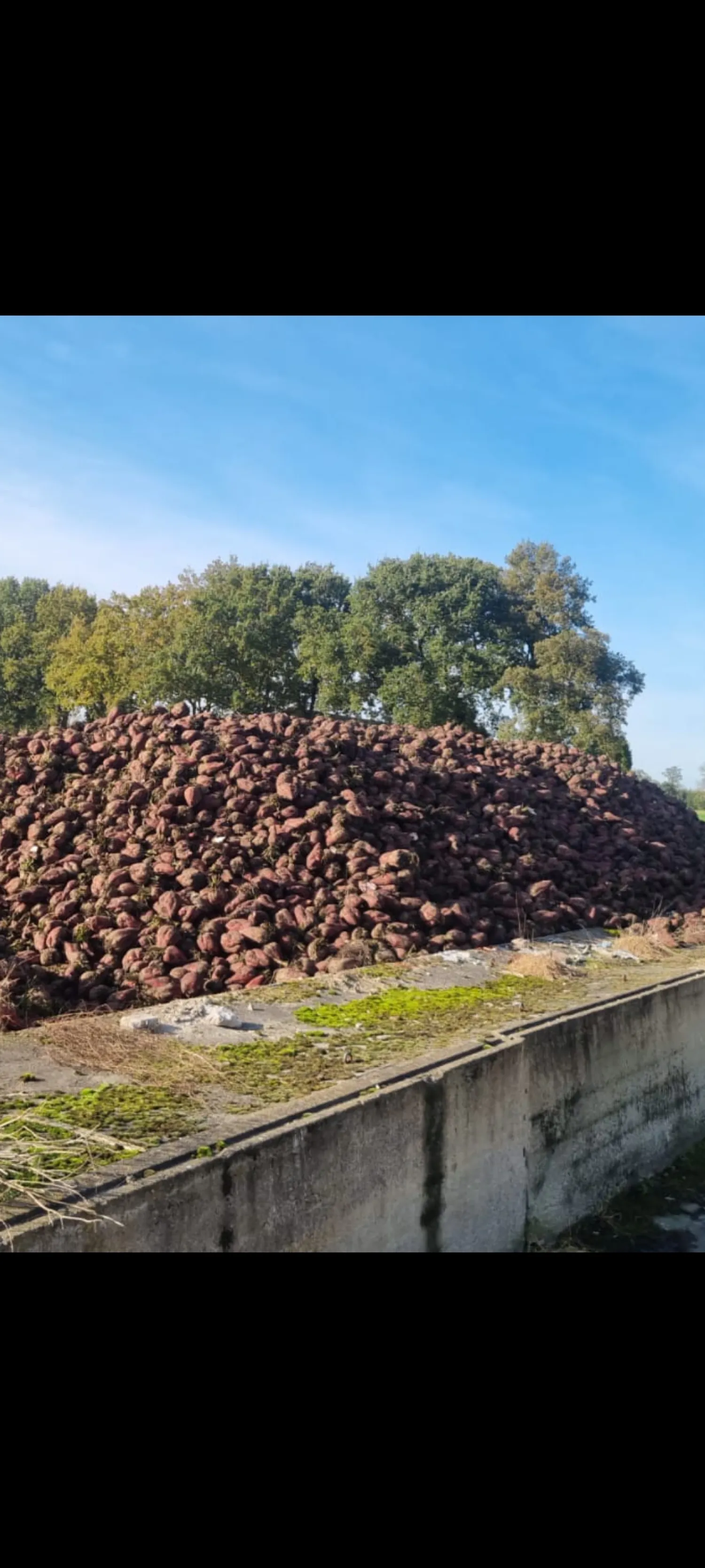 Voederbieten Foribo, volle vracht (35 ton) beschikbaar