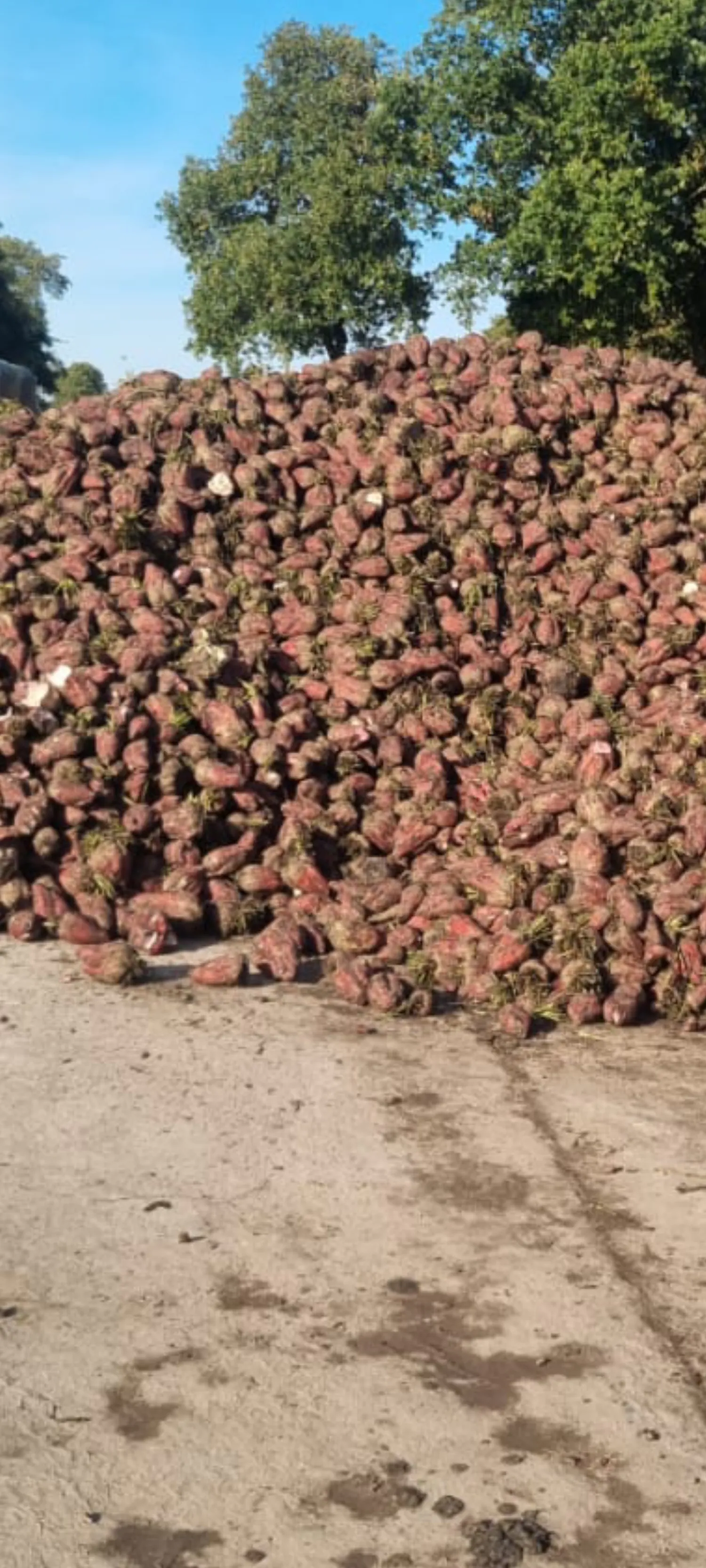 Voederbieten Foribo, volle vracht (35 ton) beschikbaar