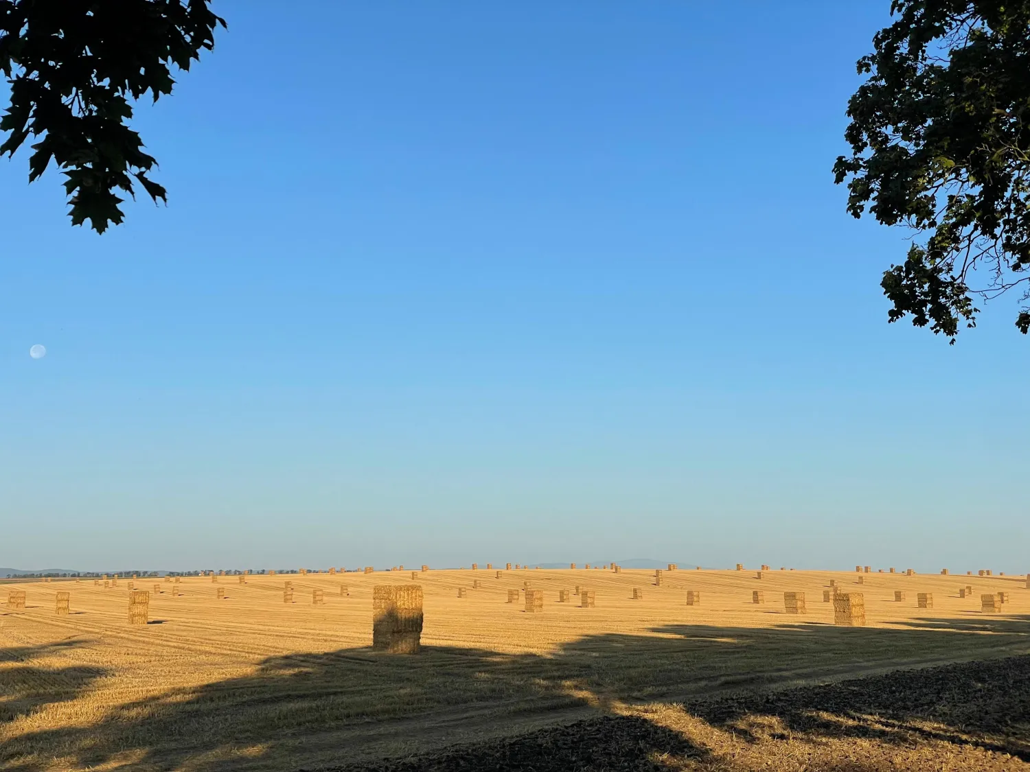 Goudgeel tarwestro 2025 - Grote vierkante balen