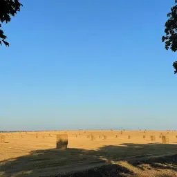 Goudgeel tarwestro 2025 - Grote vierkante balen