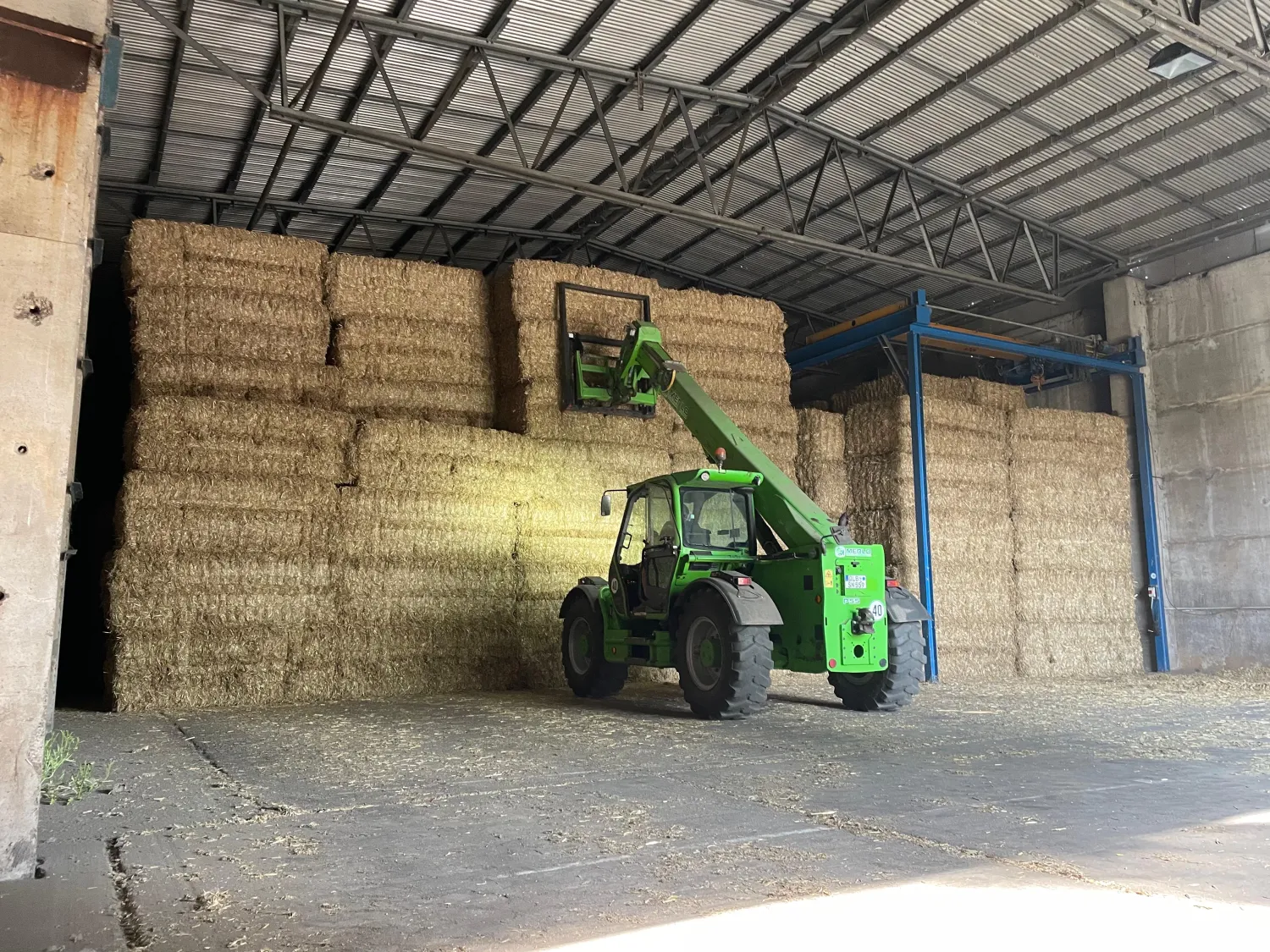 Goudgeel tarwestro 2025 - Grote vierkante balen