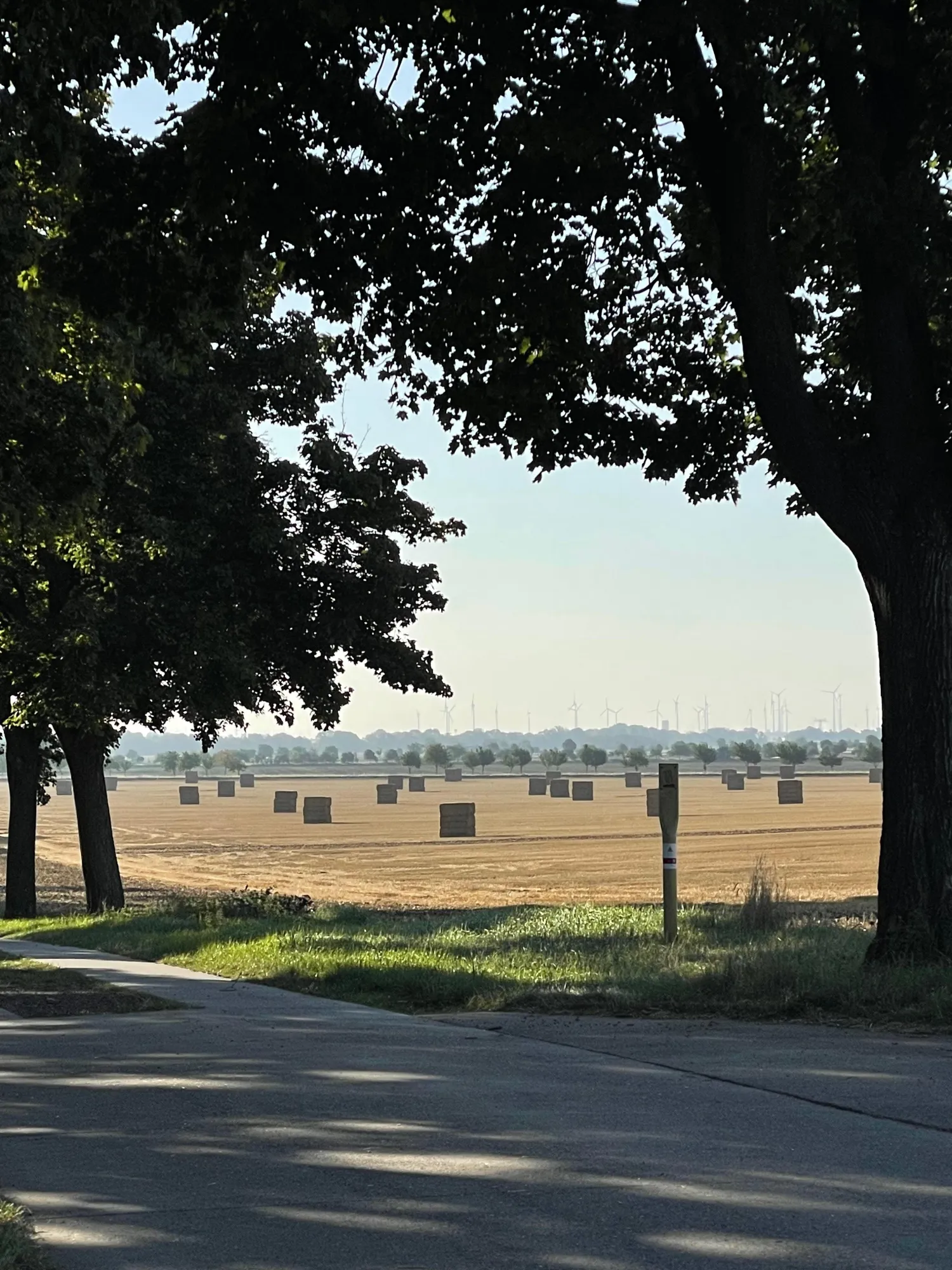 Goudgeel tarwestro 2025 - Grote vierkante balen