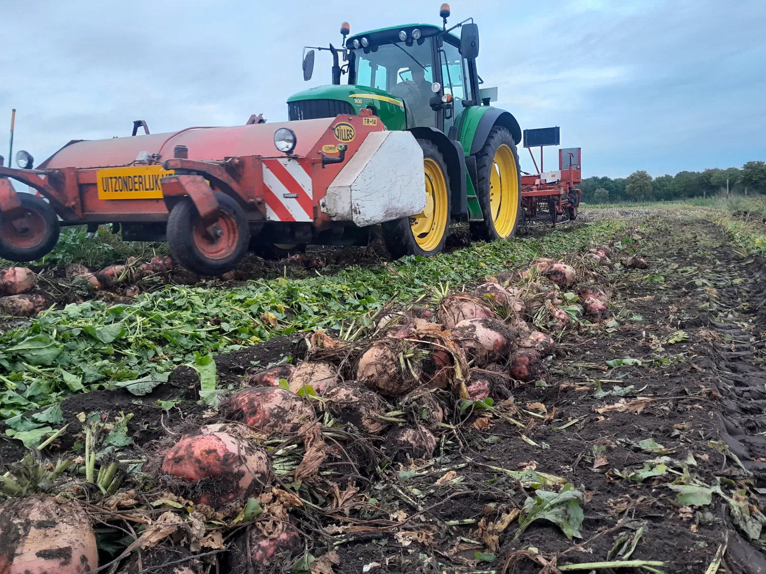 Voederbieten Rialto kopen | Kleine & grote hoeveelheden