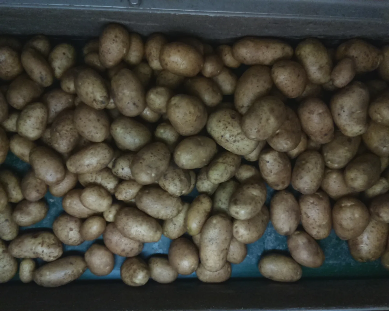 Consumptieaardappelen Quintera, 70 ton, Kooktype AB