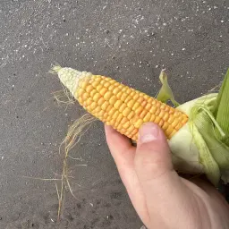 Gedroogde mais te koop: 150-200 ton