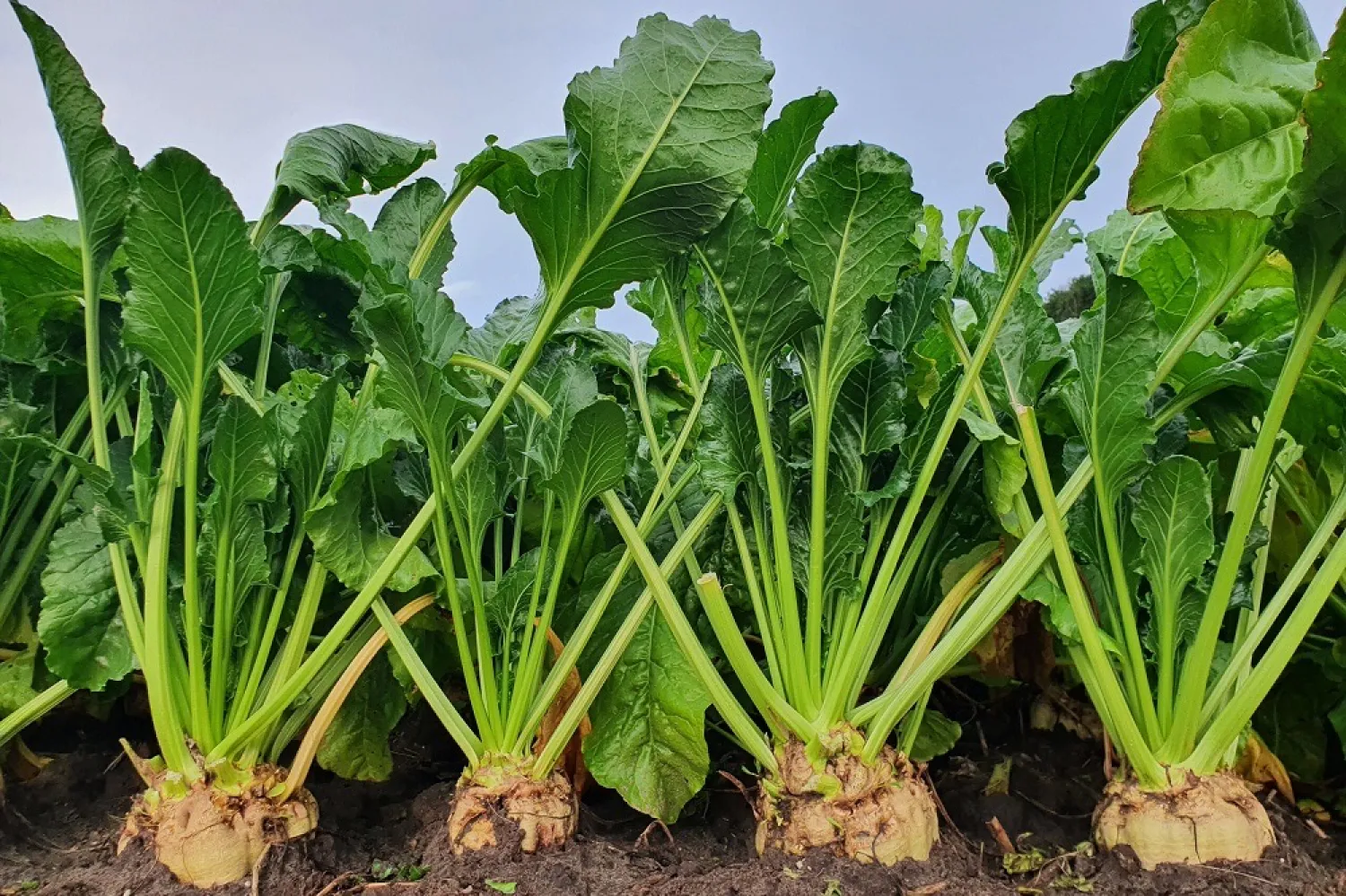 Te huur: 500 LLB containers in Zone 6