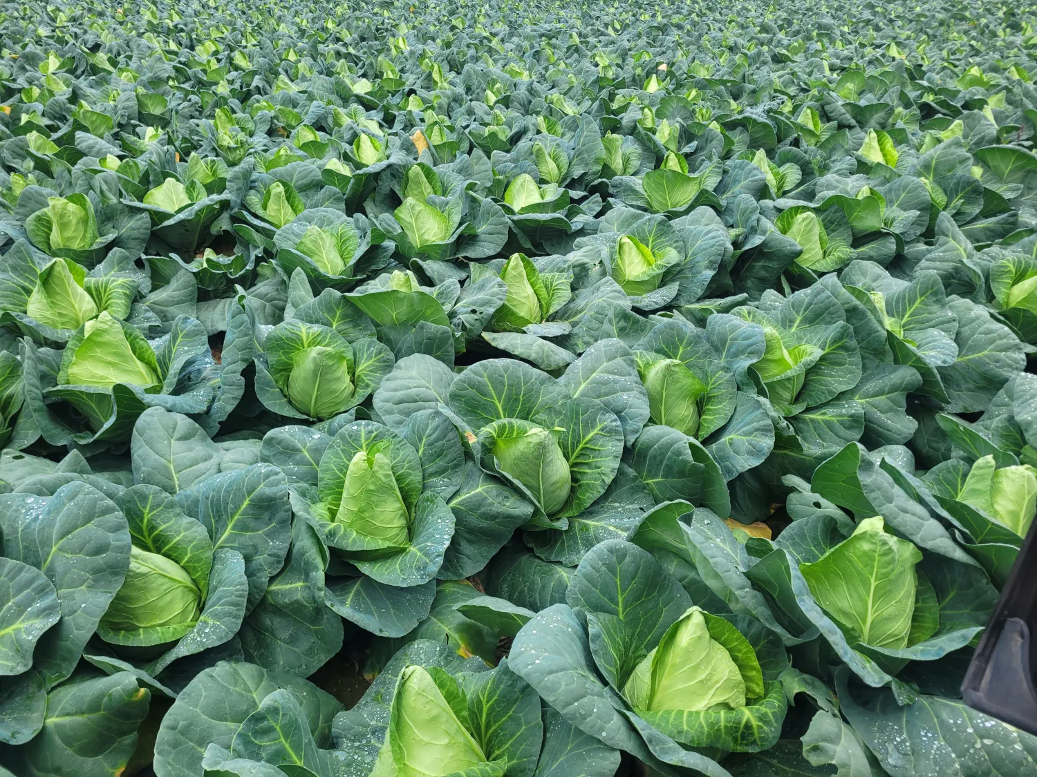 Pointed Cabbage for Sale: Freshly Harvested