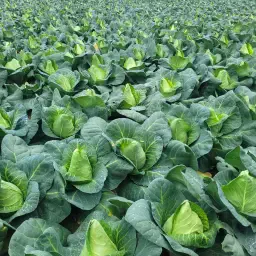 Pointed Cabbage for Sale: Freshly Harvested