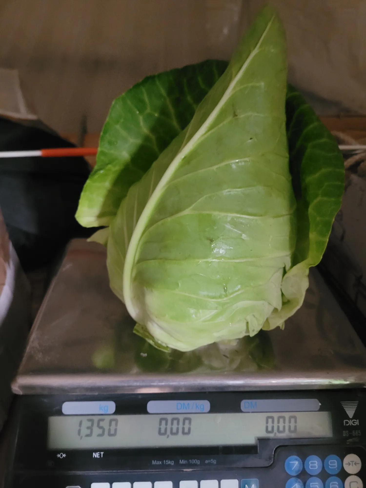 Pointed Cabbage for Sale: Freshly Harvested