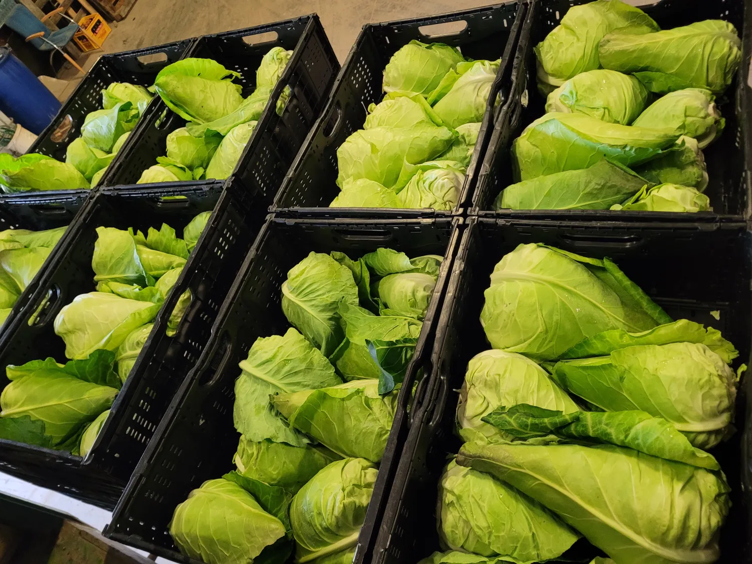Pointed Cabbage for Sale: Freshly Harvested