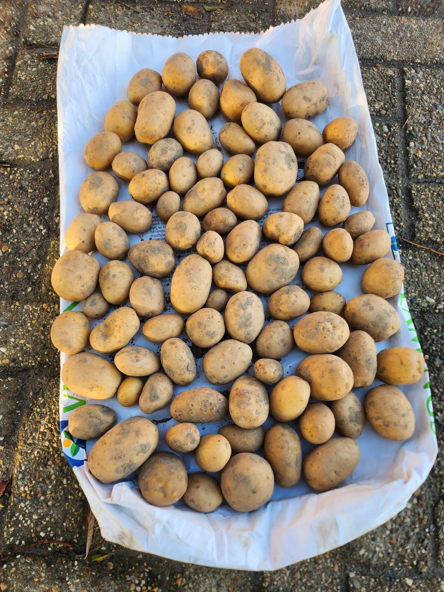 Πατάτες Agria Κλάσης E προς πώληση - Βόρεια Βραβάντη