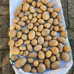 Πατάτες Agria Κλάσης E προς πώληση - Βόρεια Βραβάντη