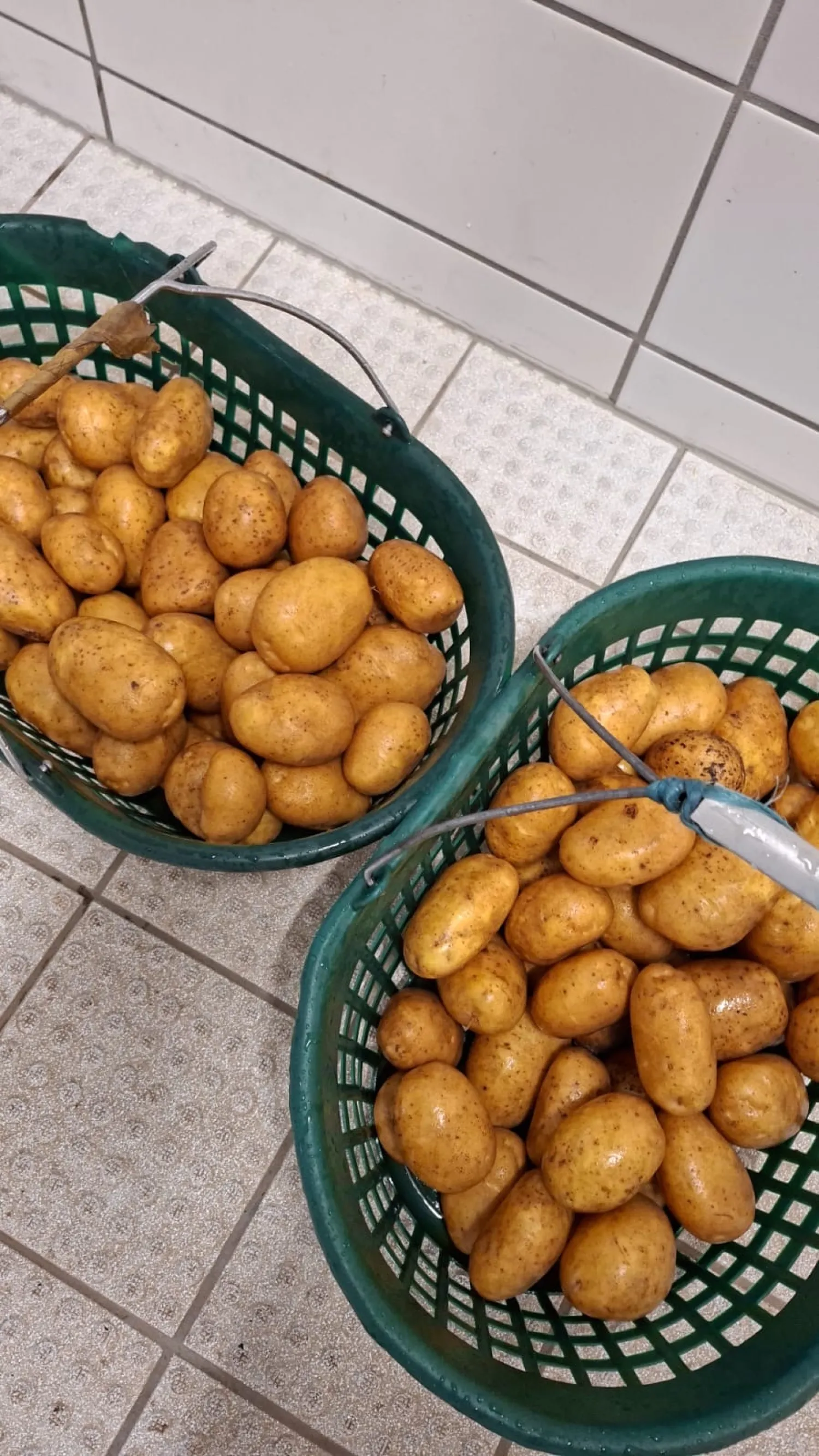 200 t Organic Agria Potatoes, 16.5% Starch