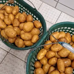 200 t Organic Agria Potatoes, 16.5% Starch