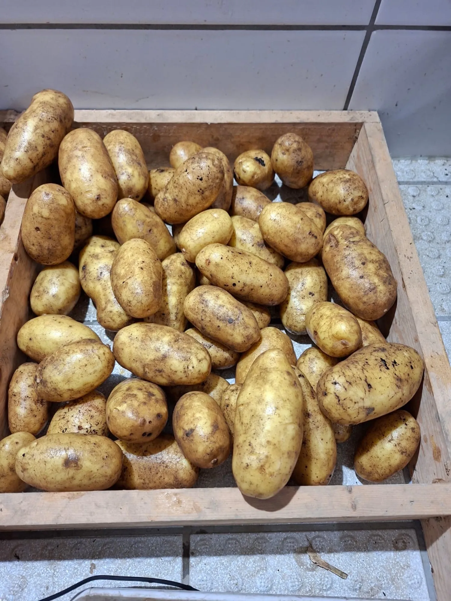 Bio-Ditta-Kartoffeln, 250 t, Stärkegehalt 11–14 %