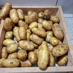 Pommes de terre bio Ditta, 250 t, amidon 11-14%