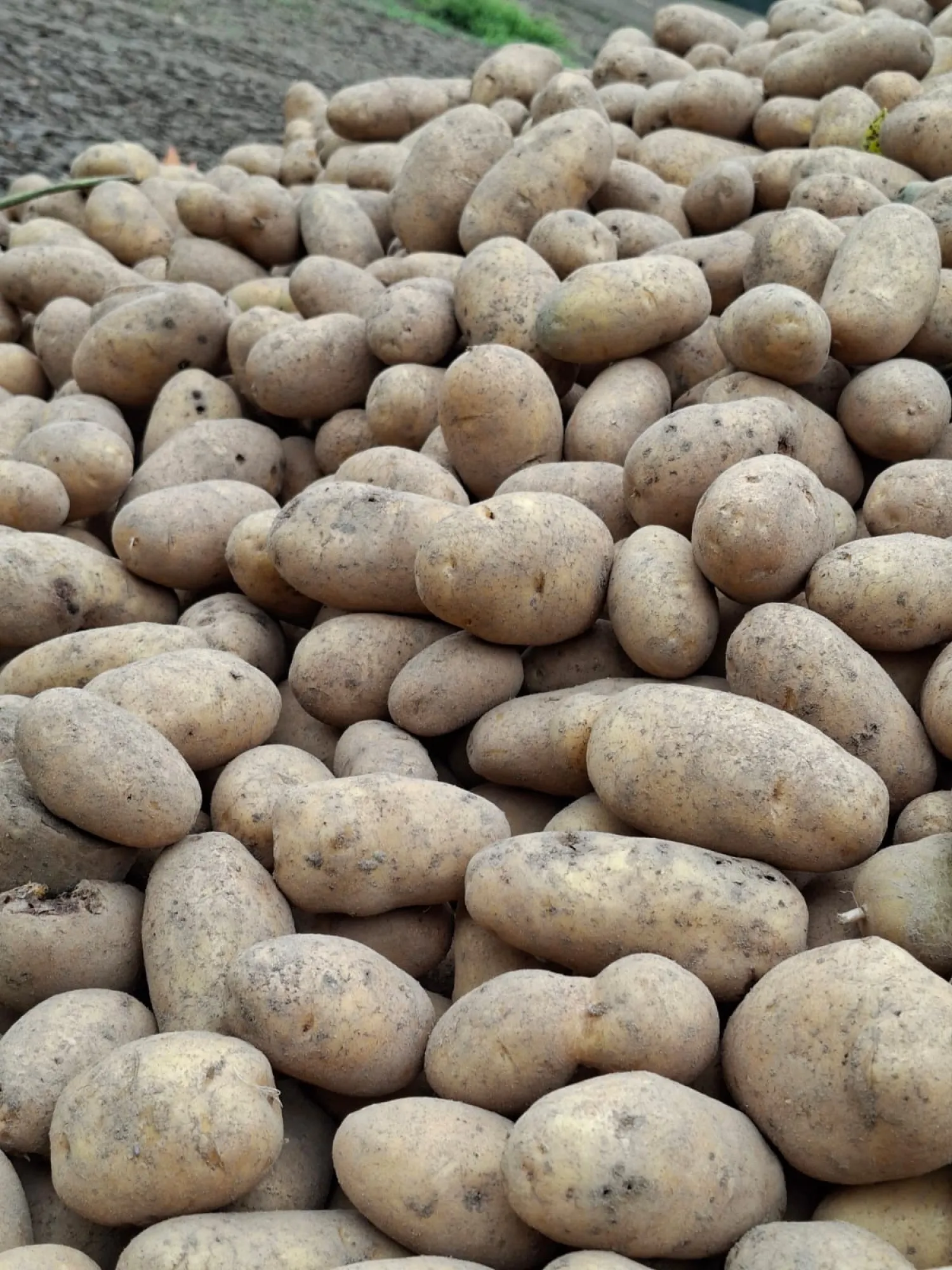 Bio-Ditta-Kartoffeln, 250 t, Stärkegehalt 11–14 %