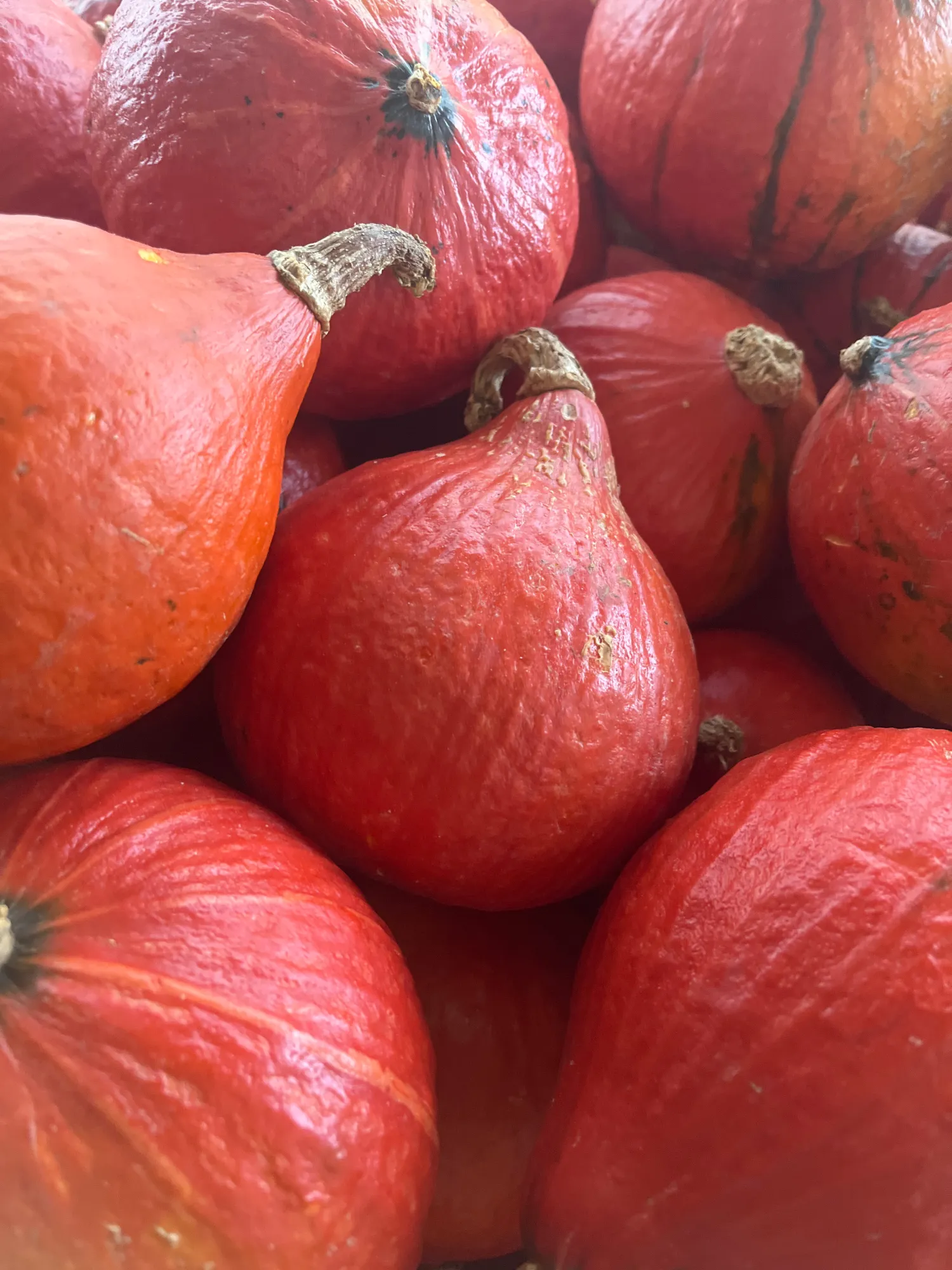 7 tons of Hokkaido pumpkin for sale - approx. 1 kg/piece