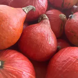 7 ton Hokkaido pompoen te koop - ca. 1 kg/stuk