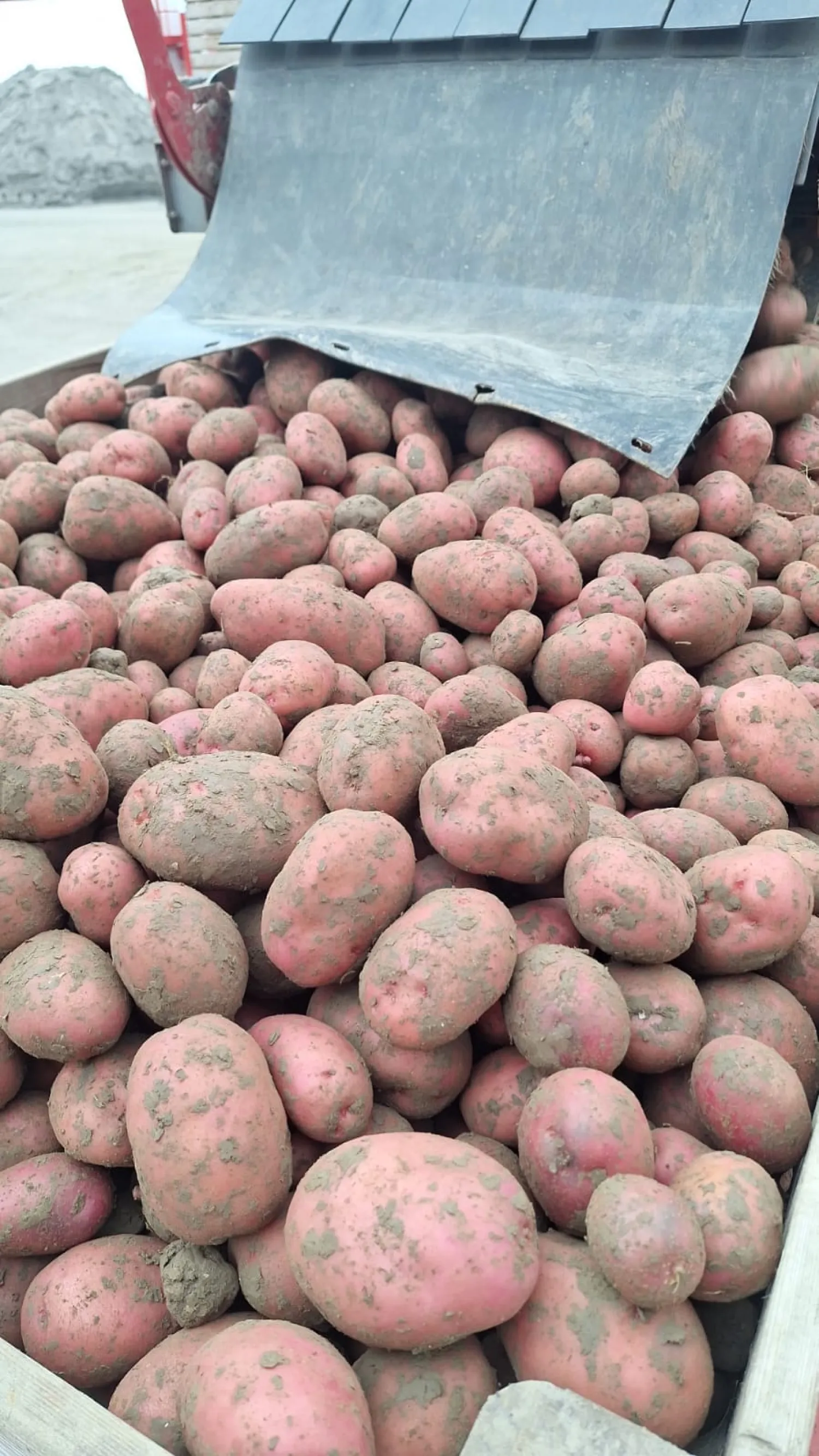 Rode aardappelen kopen: Vind de beste deals!