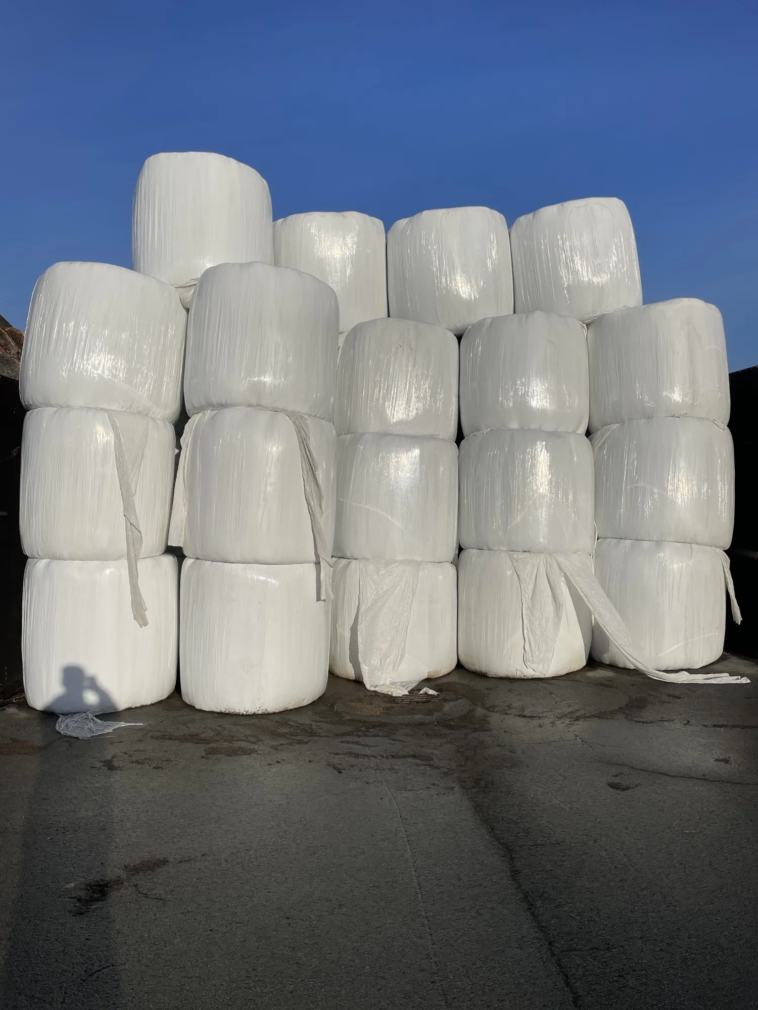 Високоякісний сінаж з конюшини у круглих тюках 1,20 м