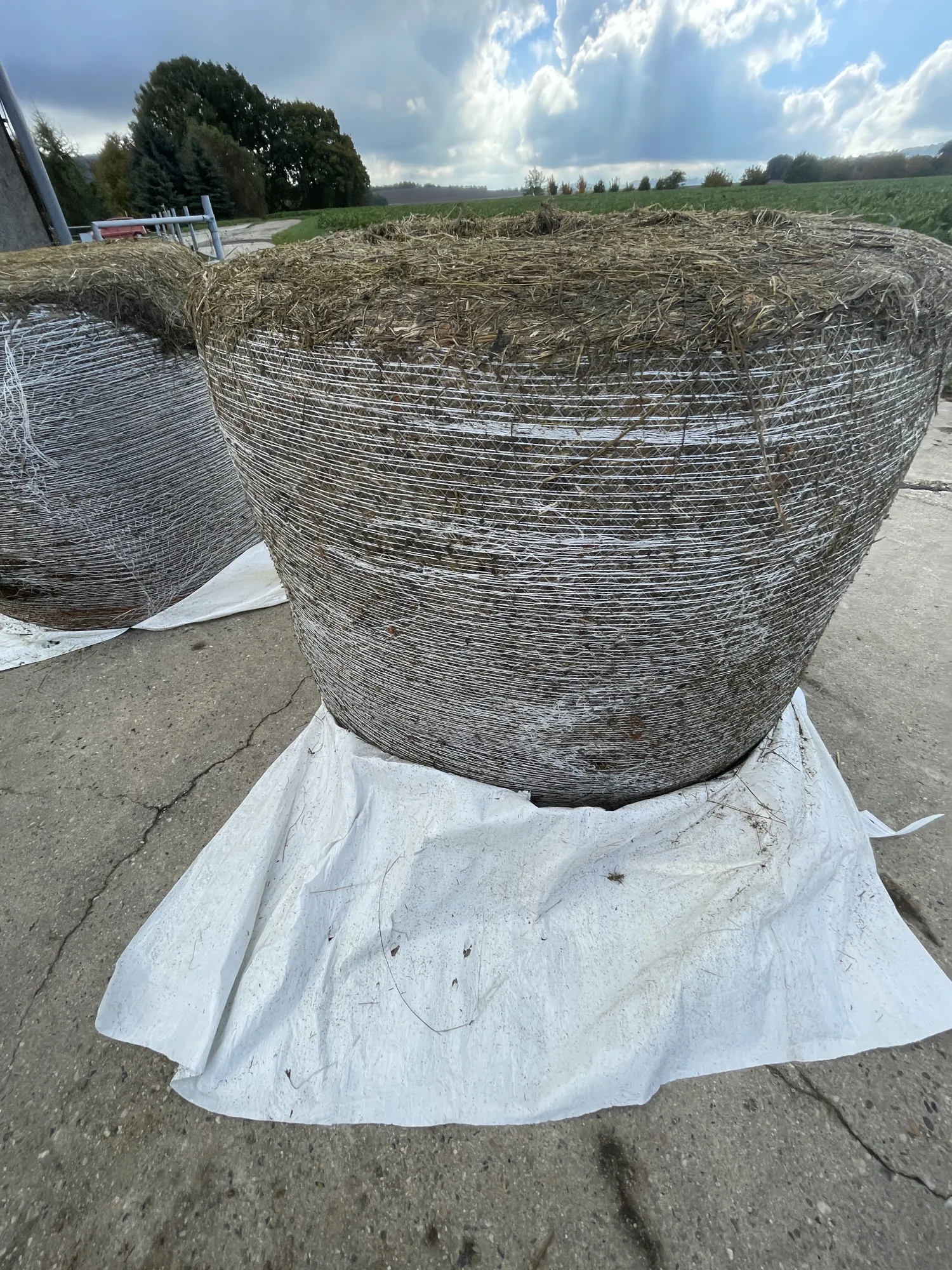 Високоякісний сінаж з конюшини у круглих тюках 1,20 м