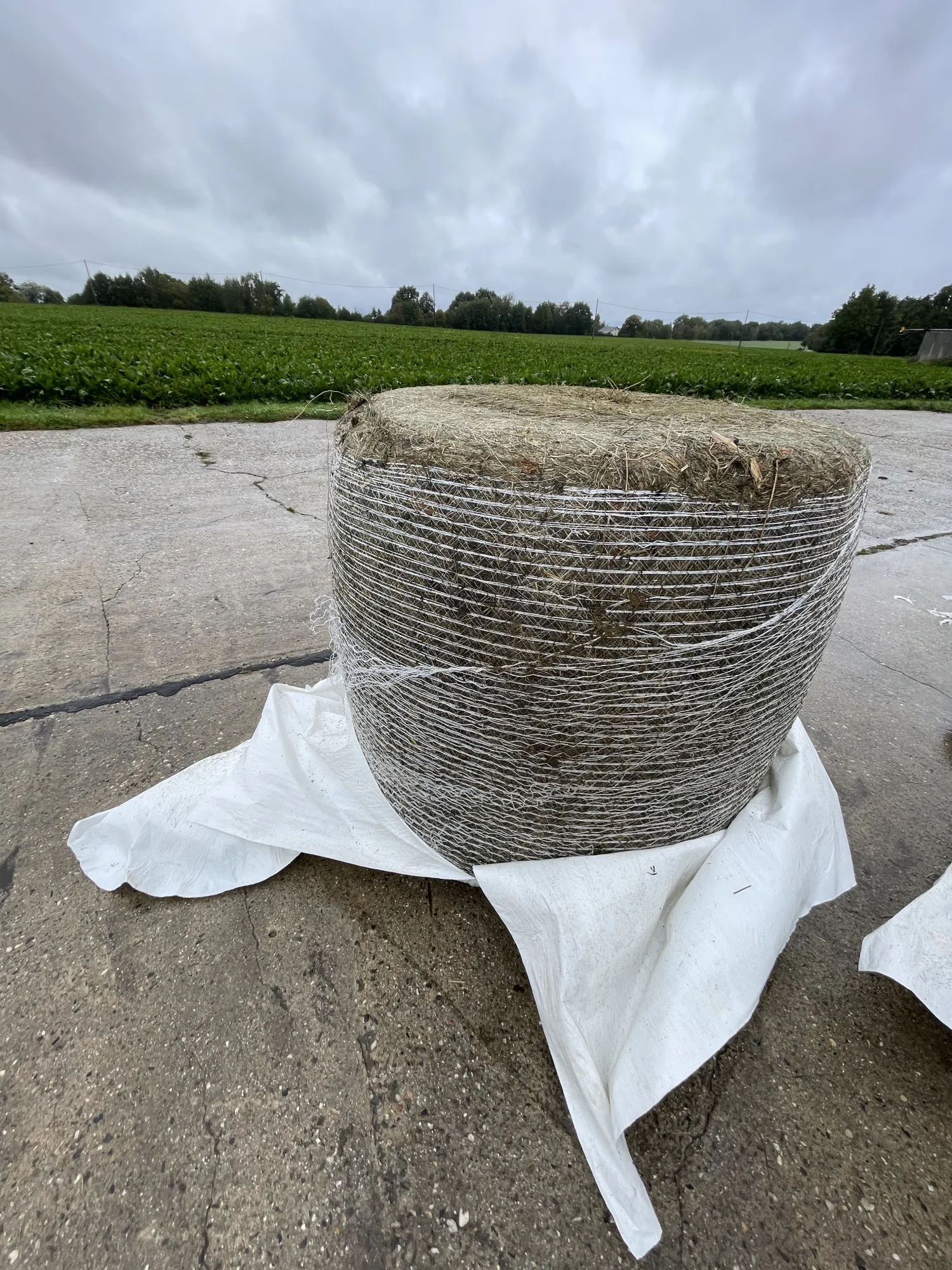 Високоякісний сінаж з конюшини у круглих тюках 1,20 м