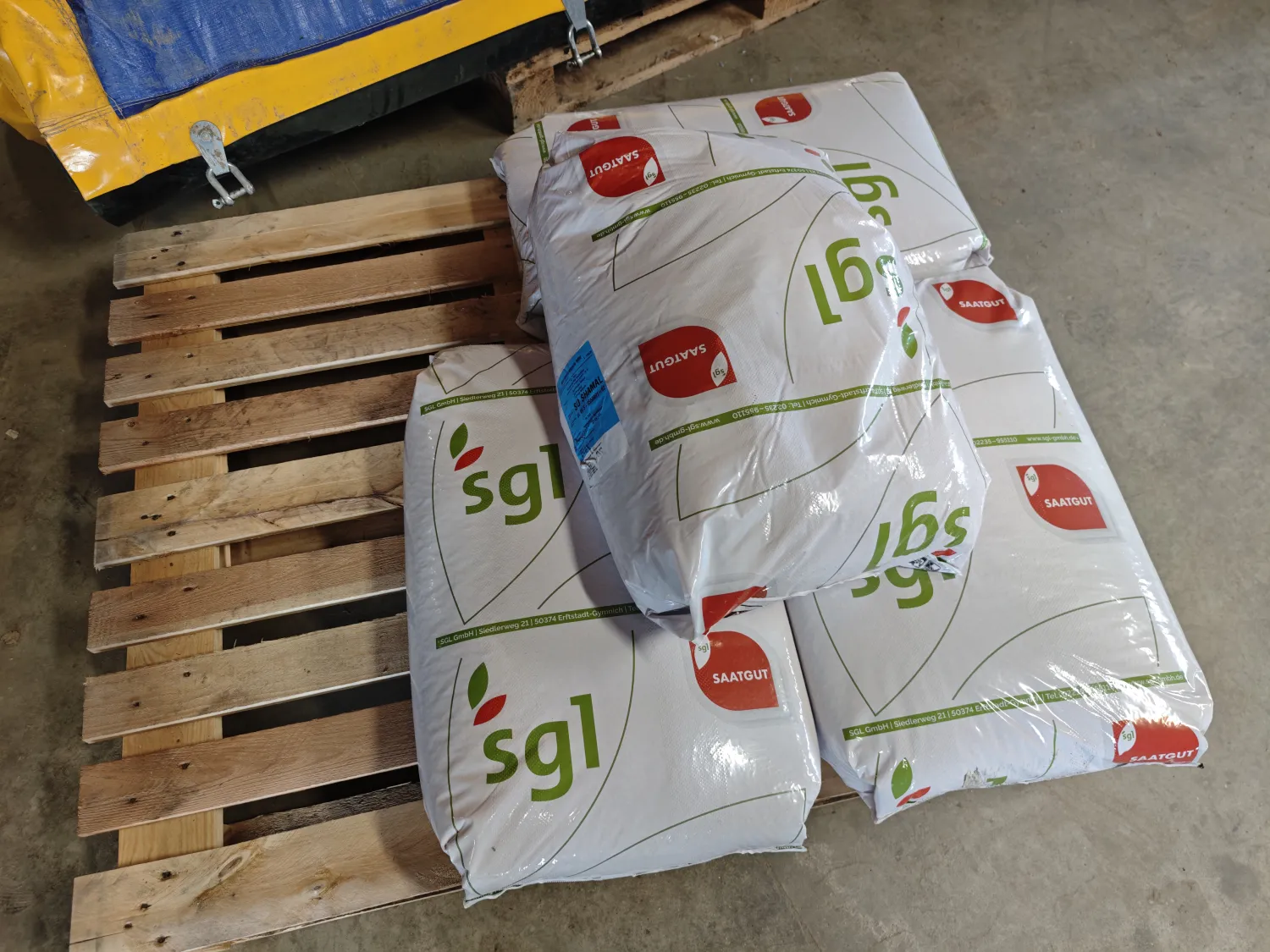 Wintertarwe zaaizaad Shamal - 100 kg te koop