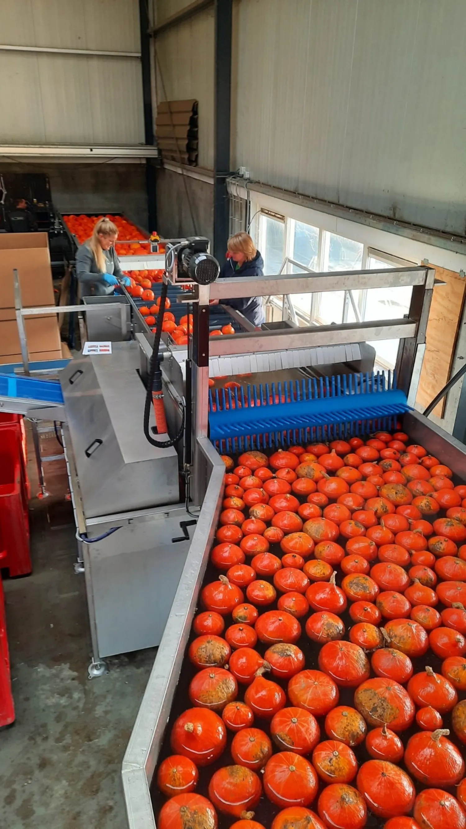 Complete was- en sorteerlijn voor pompoenen (2021)