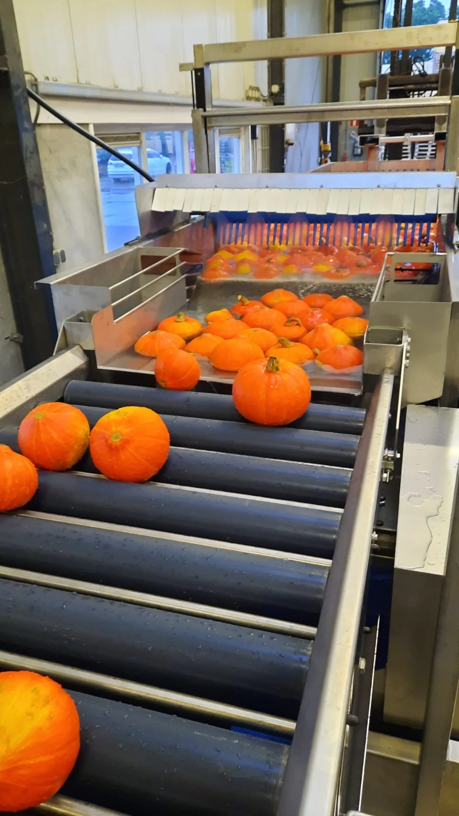 Complete was- en sorteerlijn voor pompoenen (2021)