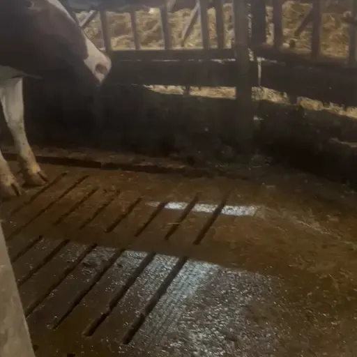 Verse vaarzen te koop - Hoge melkgift & Weidegang geschikt